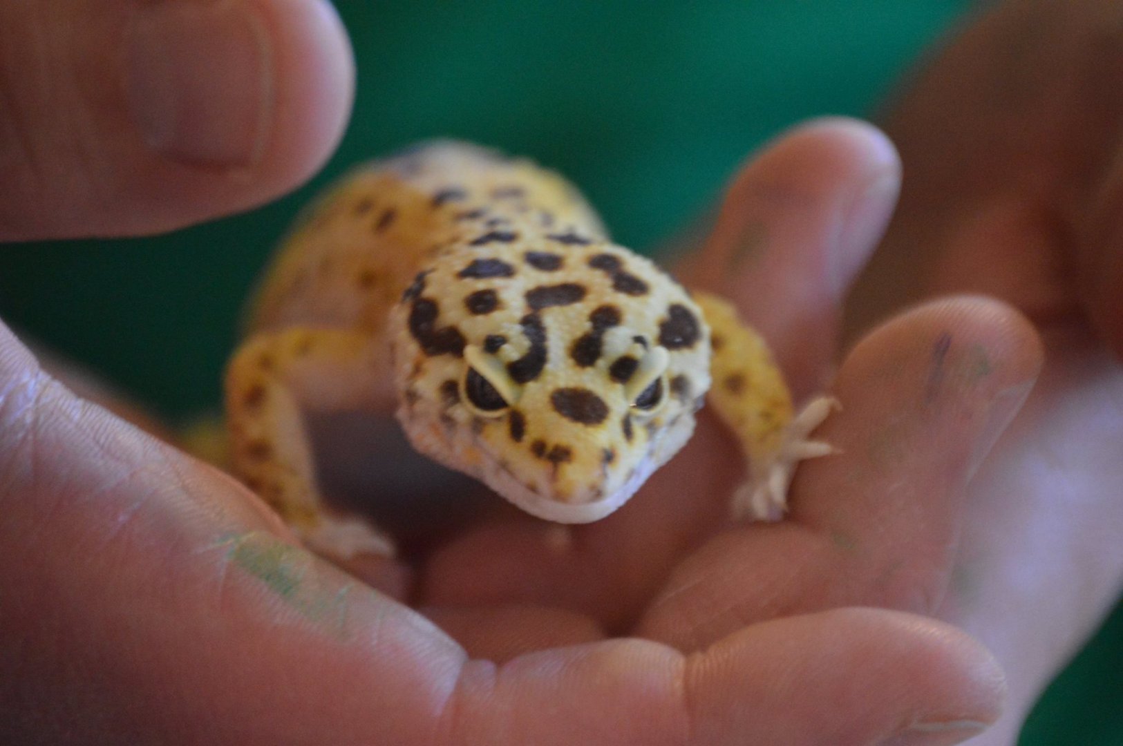 Eublepharis macularius