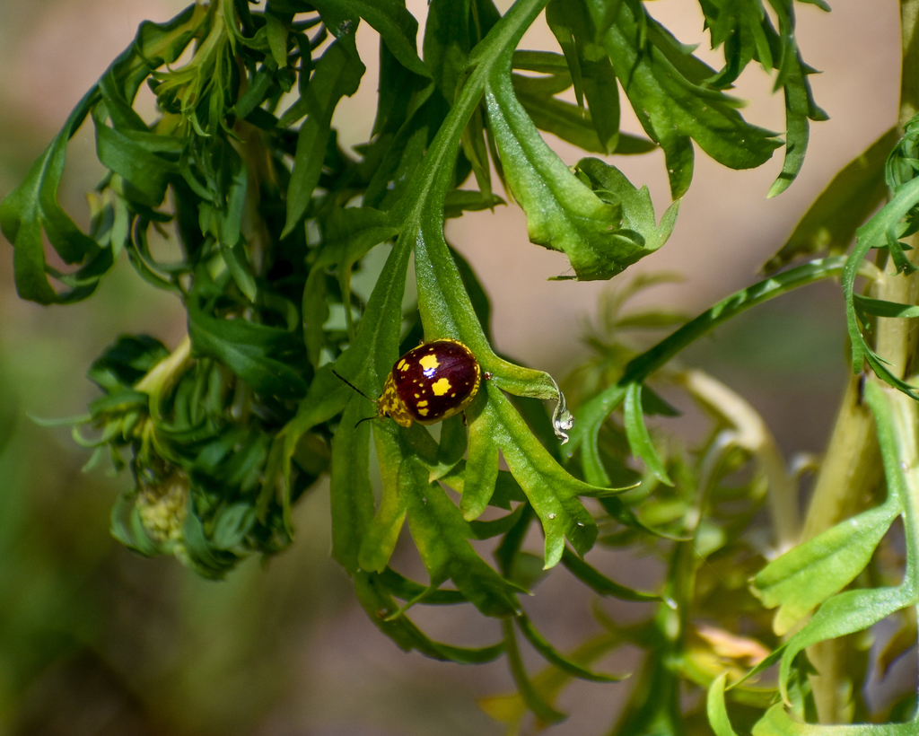 Eucalypt Leaf Beetle, Paropsis maculata