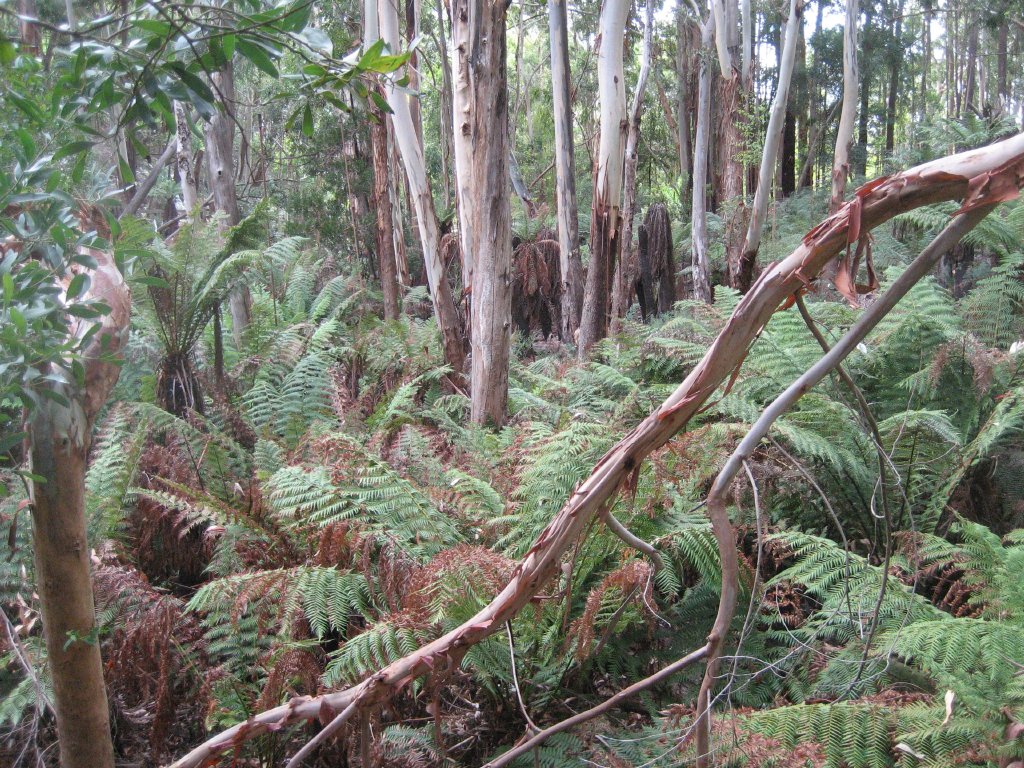 Eucalypts and Ferns