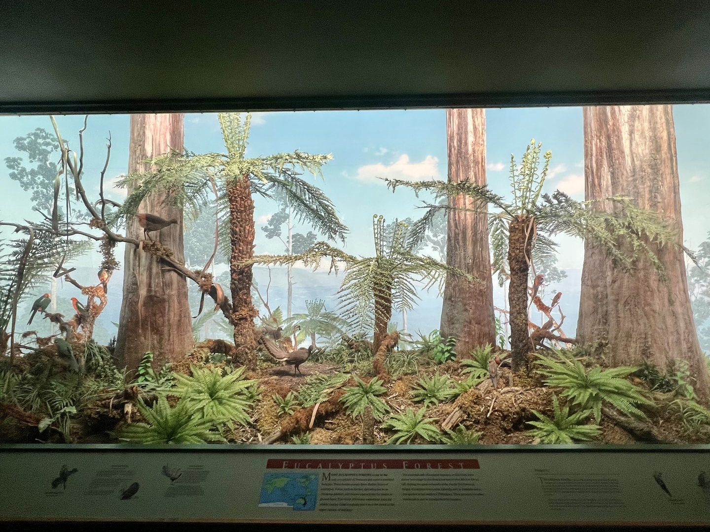 Eucalyptus Forest Diorama