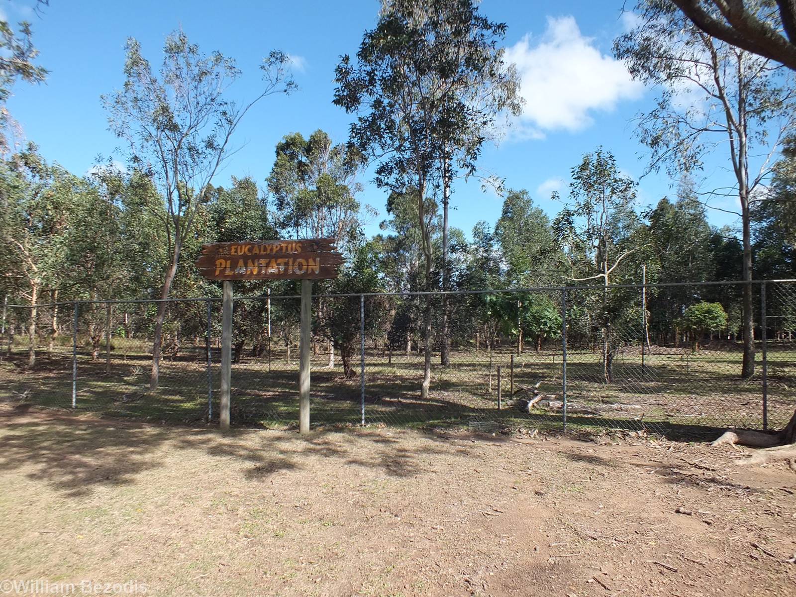 Eucalyptus Plantation