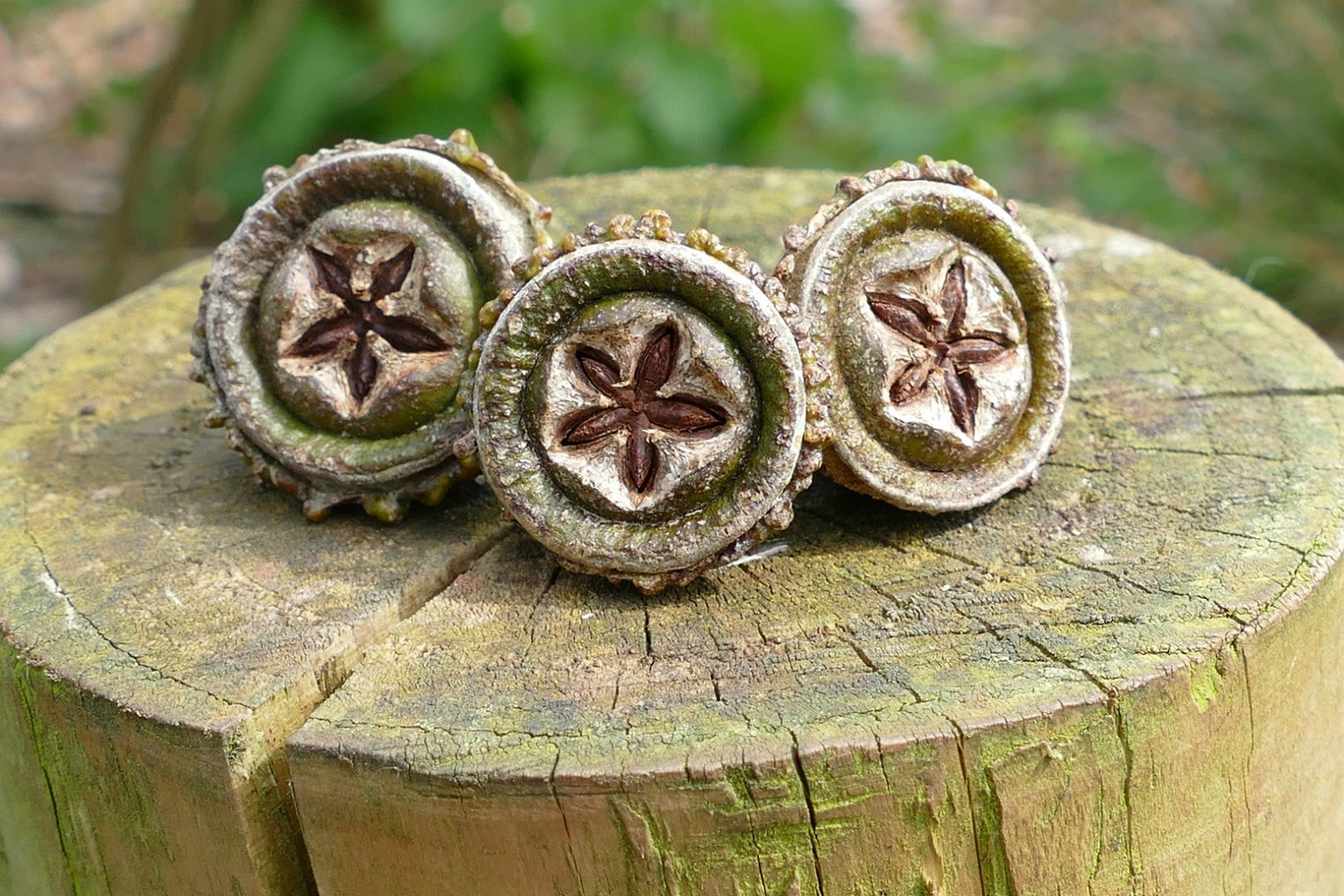 Eucalyptus seed pods, April 2019