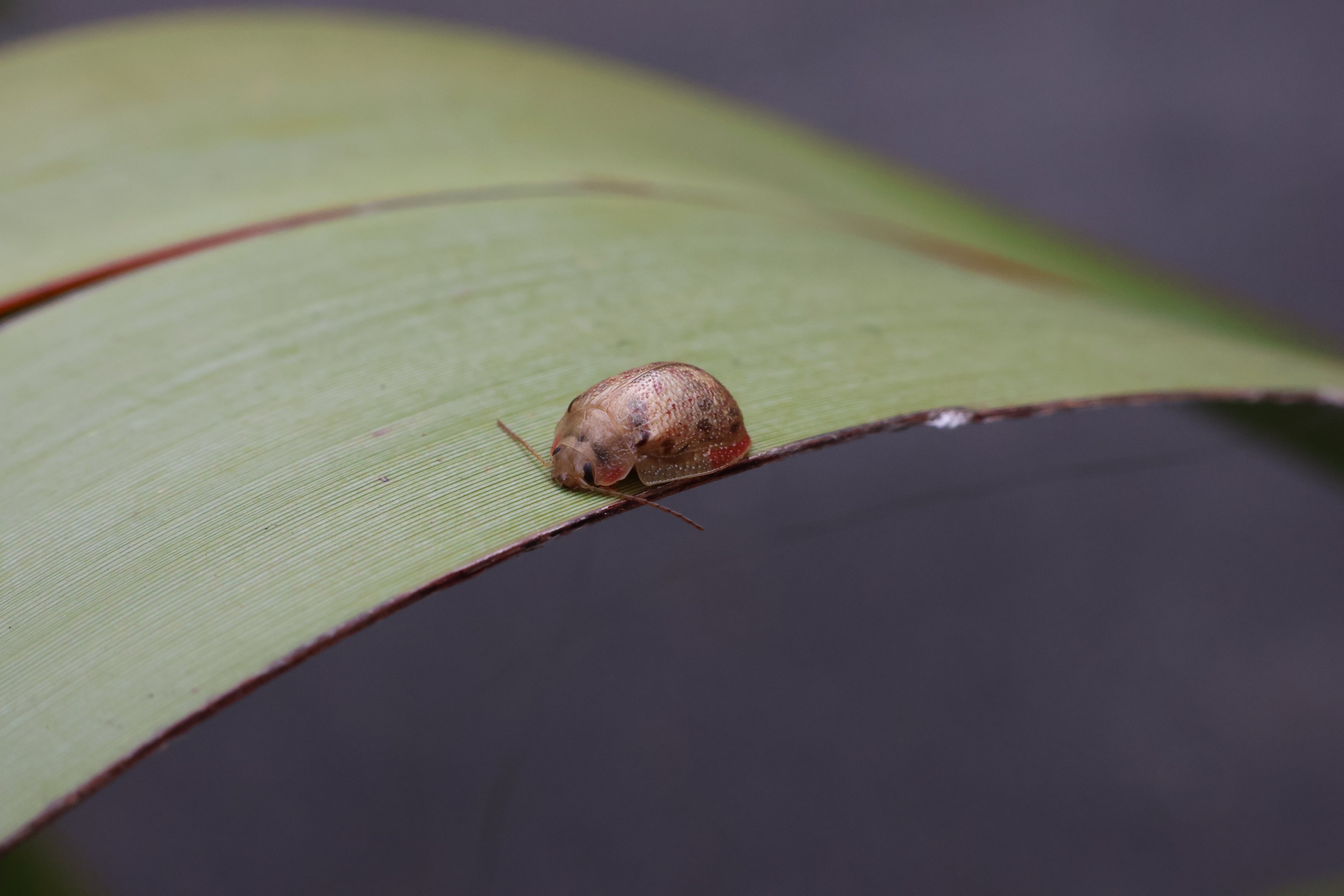 Eucalyptus Tortoise Beetle (Paropsis charybdis)