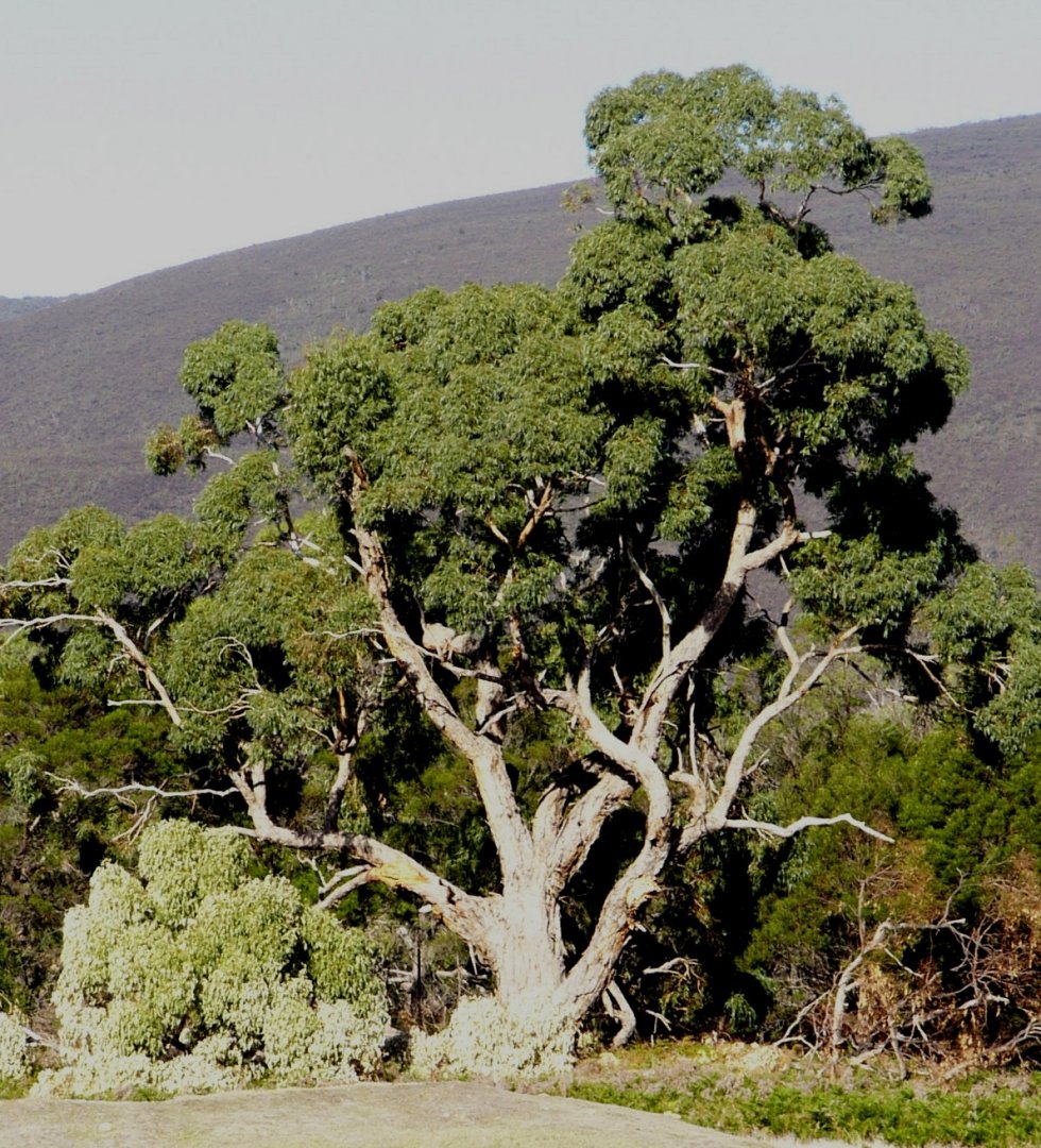 Eucalyptus tree 2, NSW