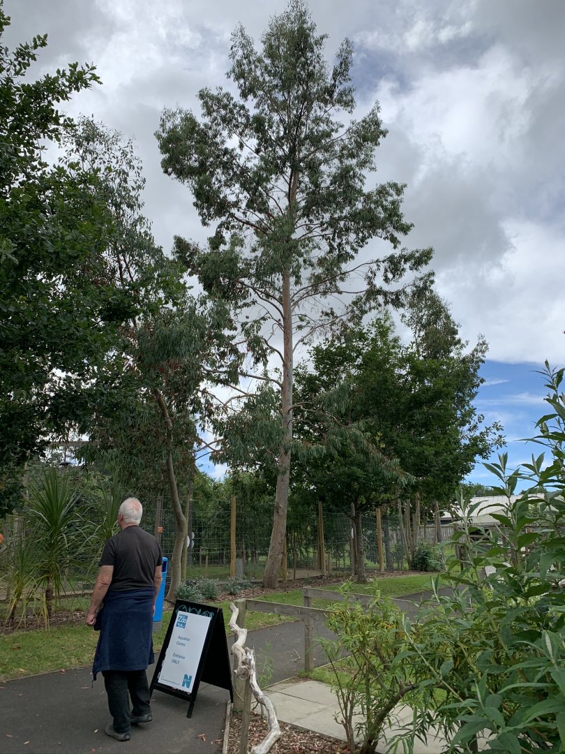 Eucalyptus Tree at Northumberland College Zoo (2020)
