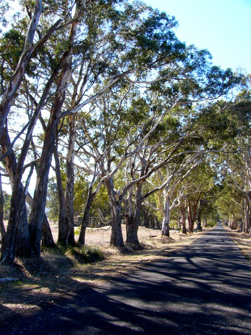 Eucalyptus trees, NSW