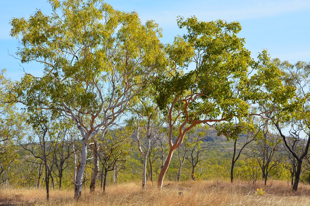 Eucalyptus trees.  NT