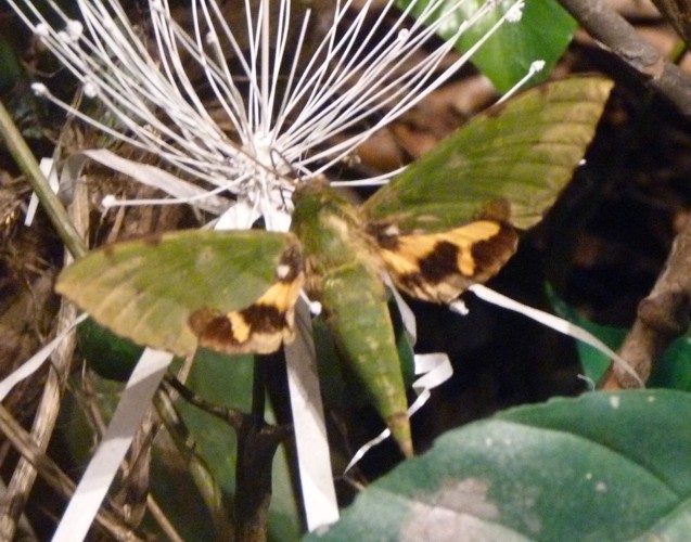 Euchloron megaera (preserved)