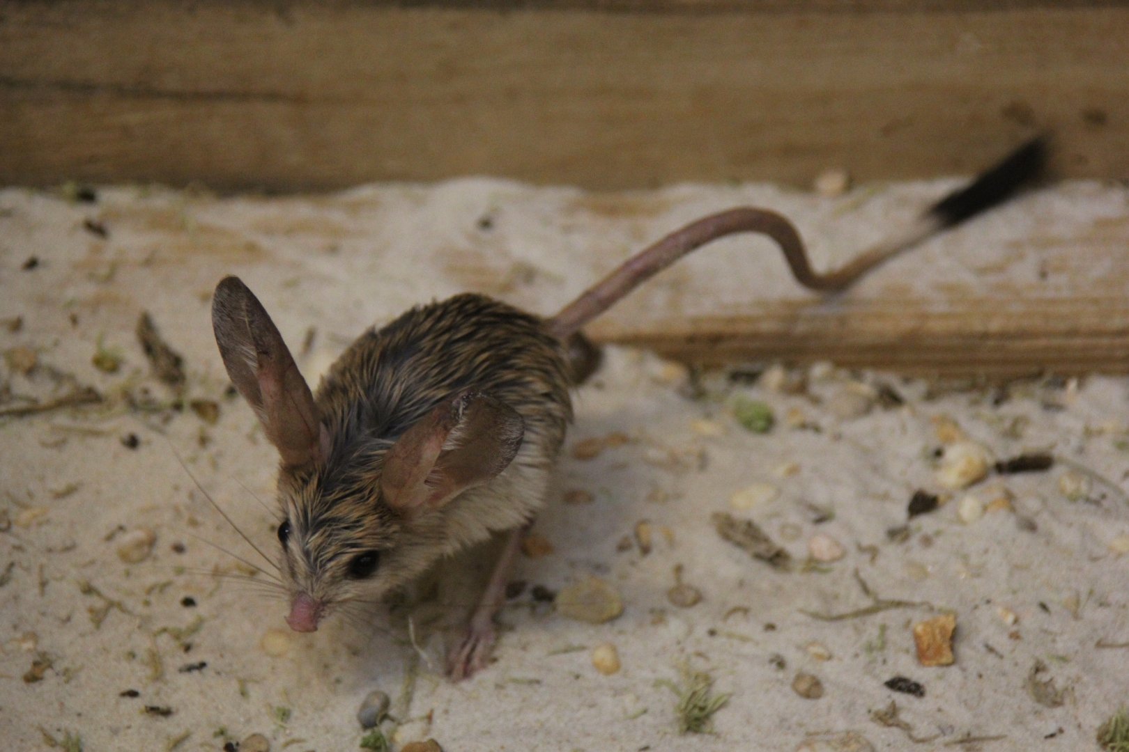 (Euchoreutes naso) Long-eared jerboa