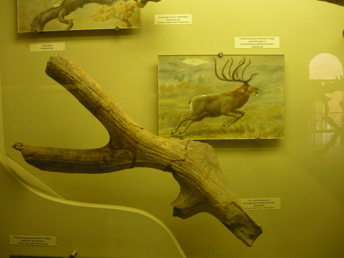 Eucladoceros pliotarandoides antler and reconstruction