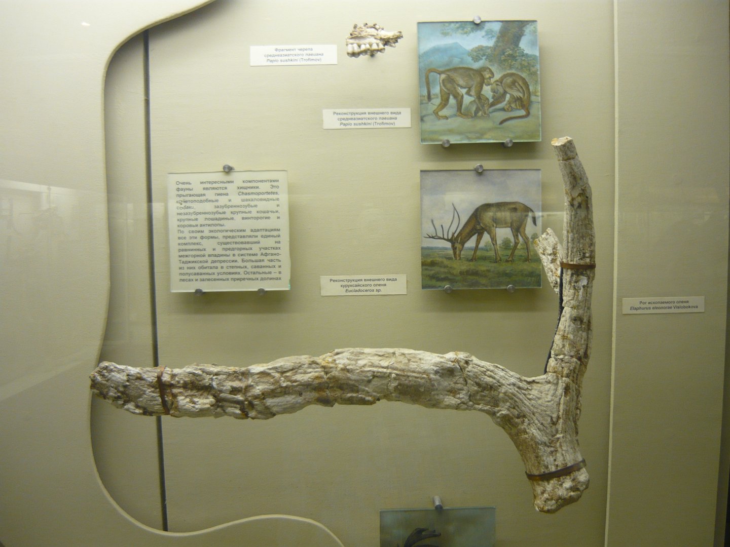 Eucladocerus sp. antler
