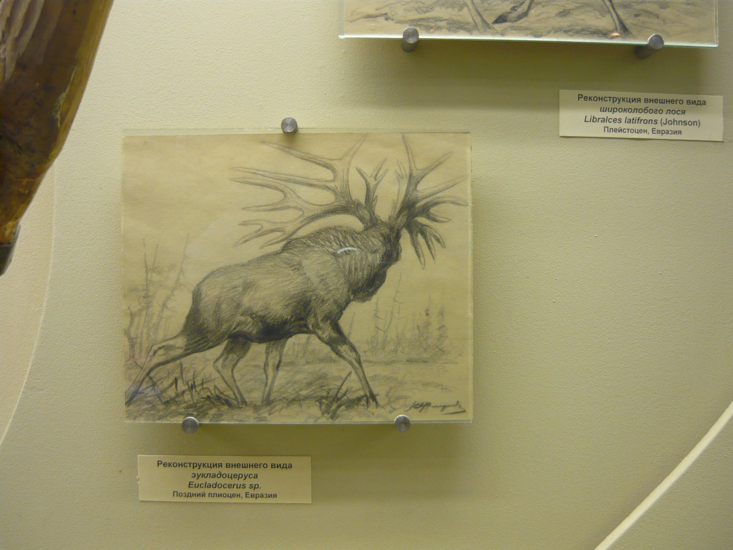 Eucladocerus sp. reconstruction