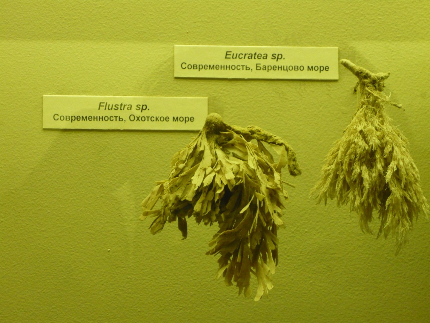 Eucratea sp. and Flustra sp. (modern bryozoans)