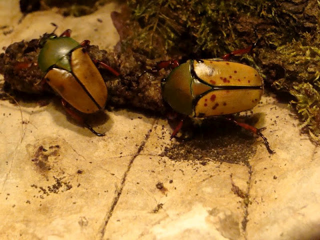 Eudicella smithi berthrandi