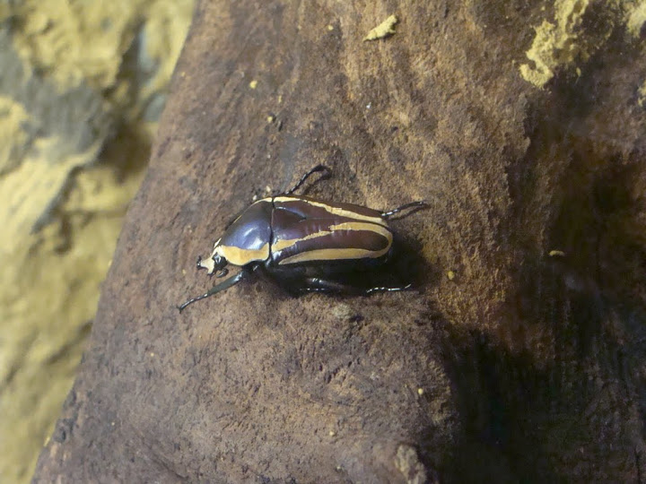 Eudicella woermanni-