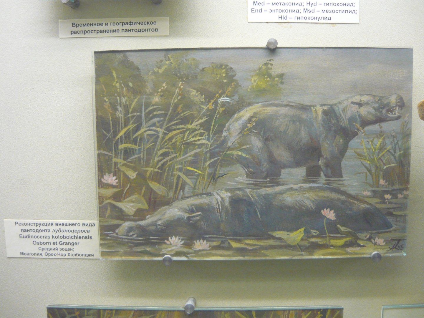 Eudinoceras kholobolchiensis reconstruction