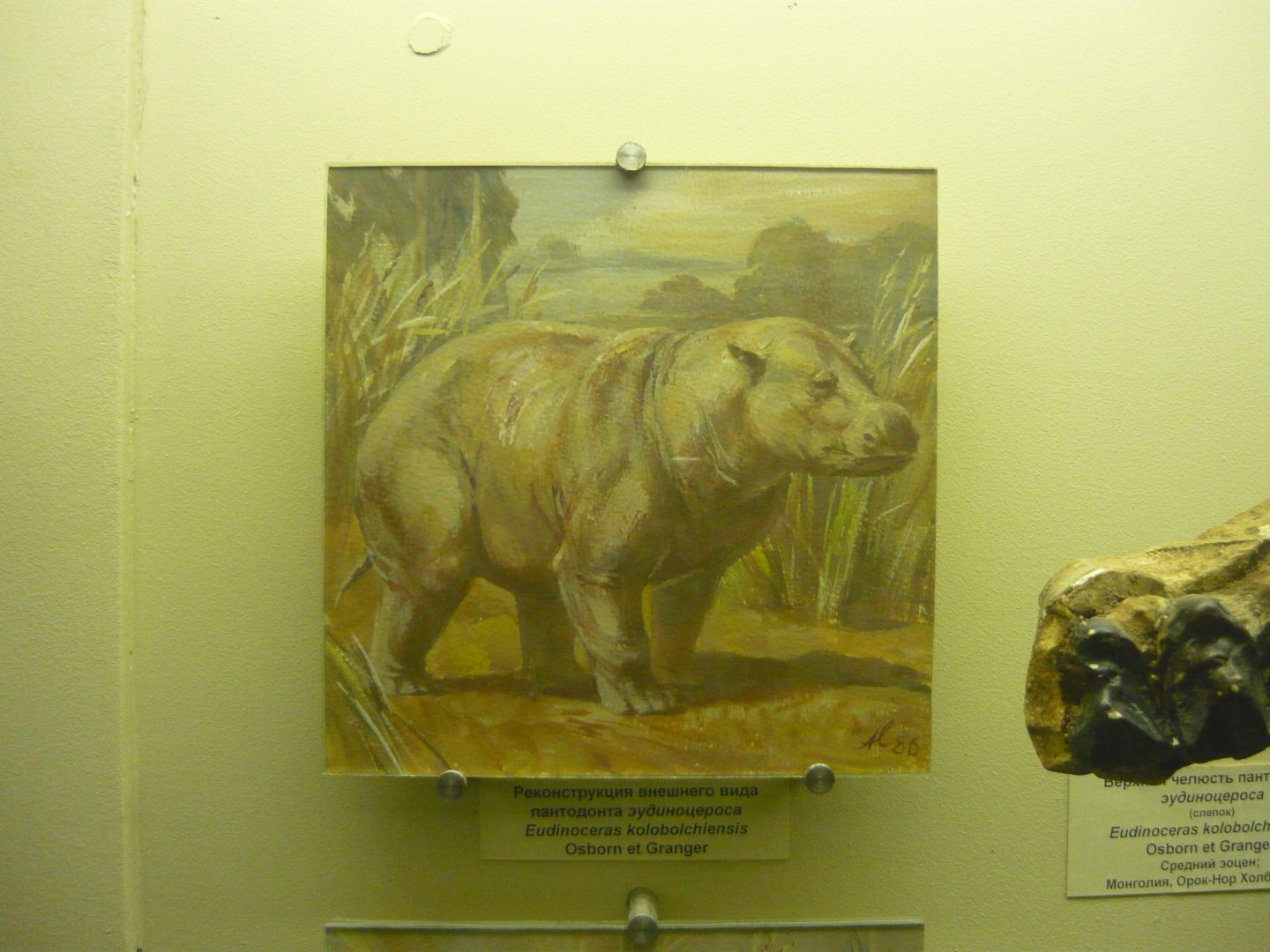 Eudinoceras kholobolchiensis reconstruction