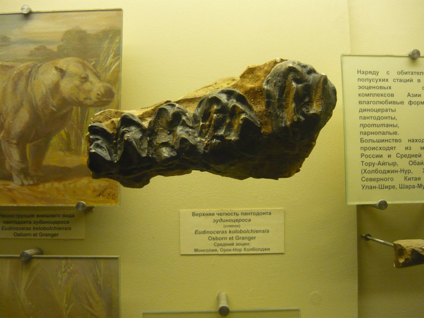 Eudinoceras kholobolchiensis upper jaw fragment (cast)