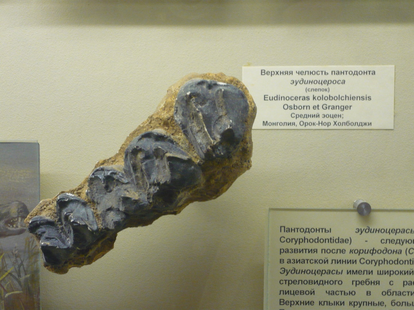 Eudinoceras kholobolchiensis upper jaw fragment