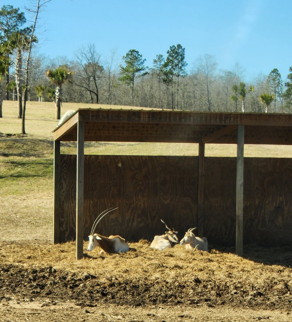 Eudora Wildlife Safari Park - Addax & Scimitar Oryx