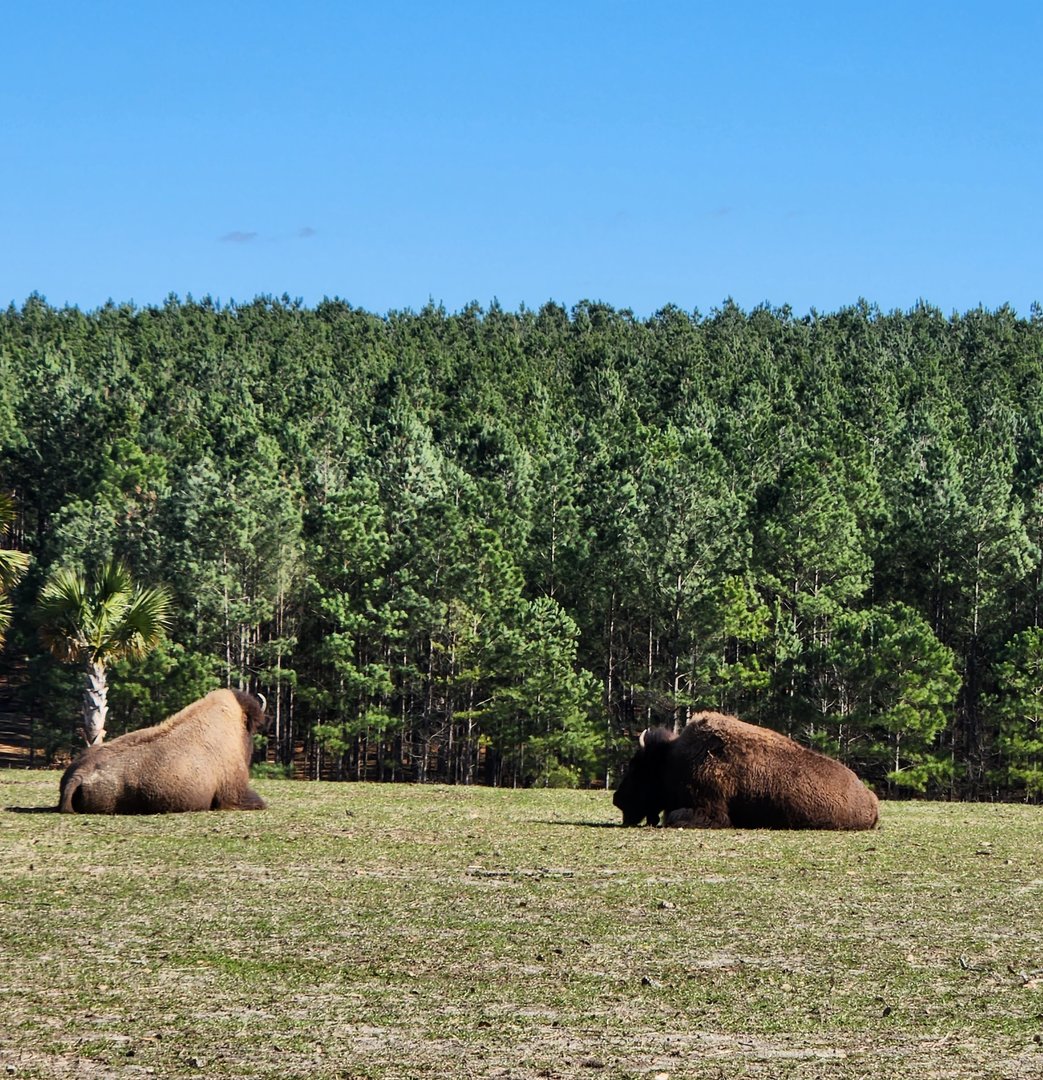 Eudora Wildlife Safari Park - American Bison