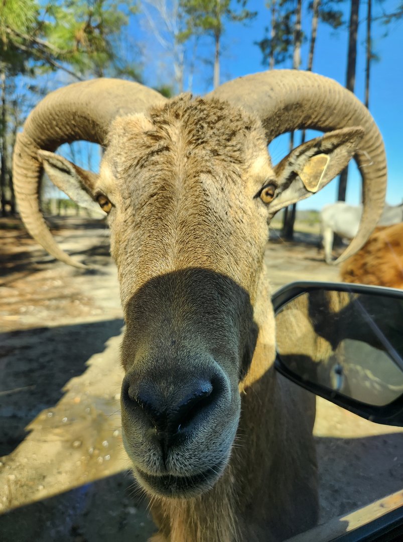 Eudora Wildlife Safari Park - Barbary Sheep close-up
