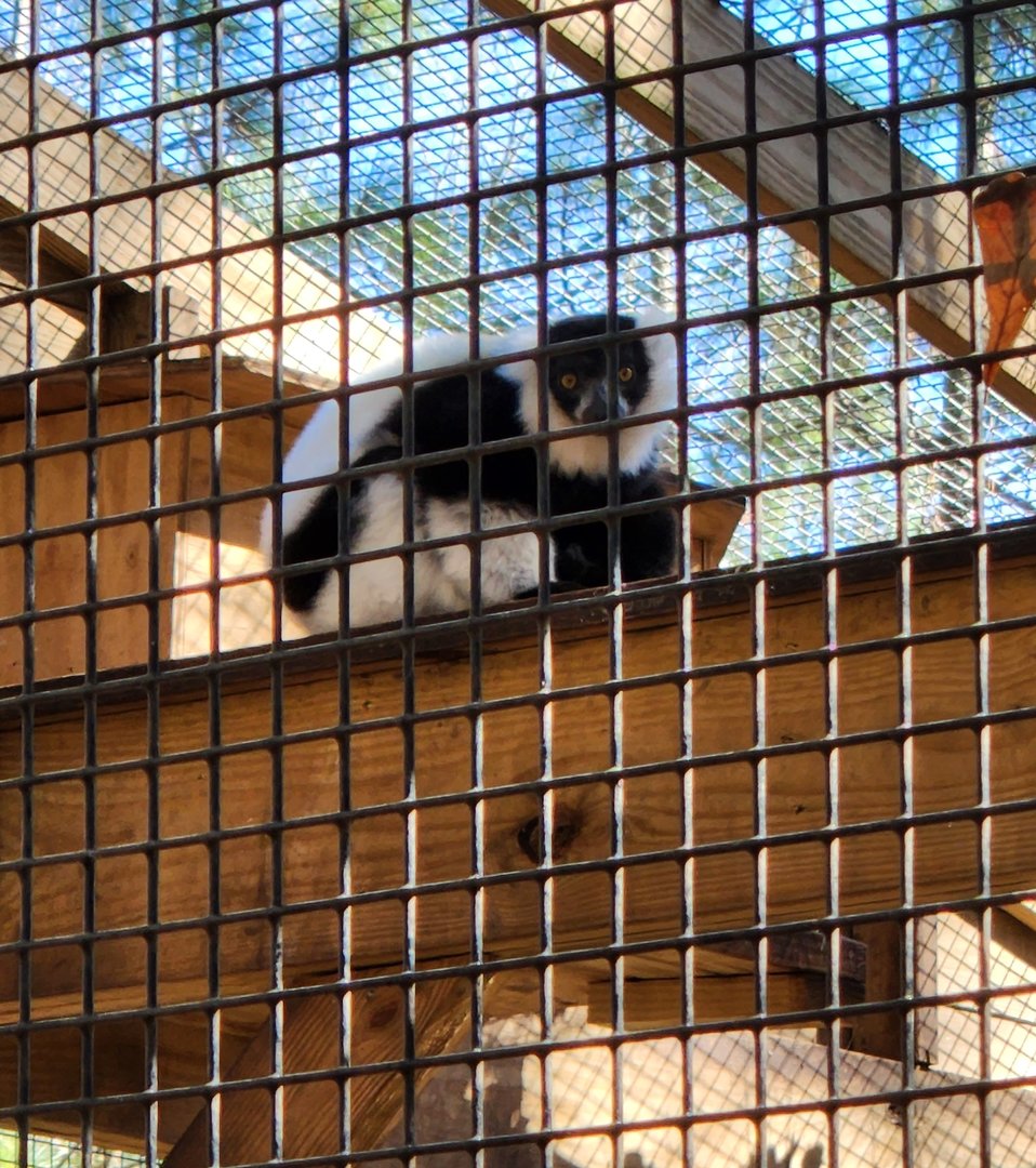 Eudora Wildlife Safari Park - Black-white Ruffed Lemur
