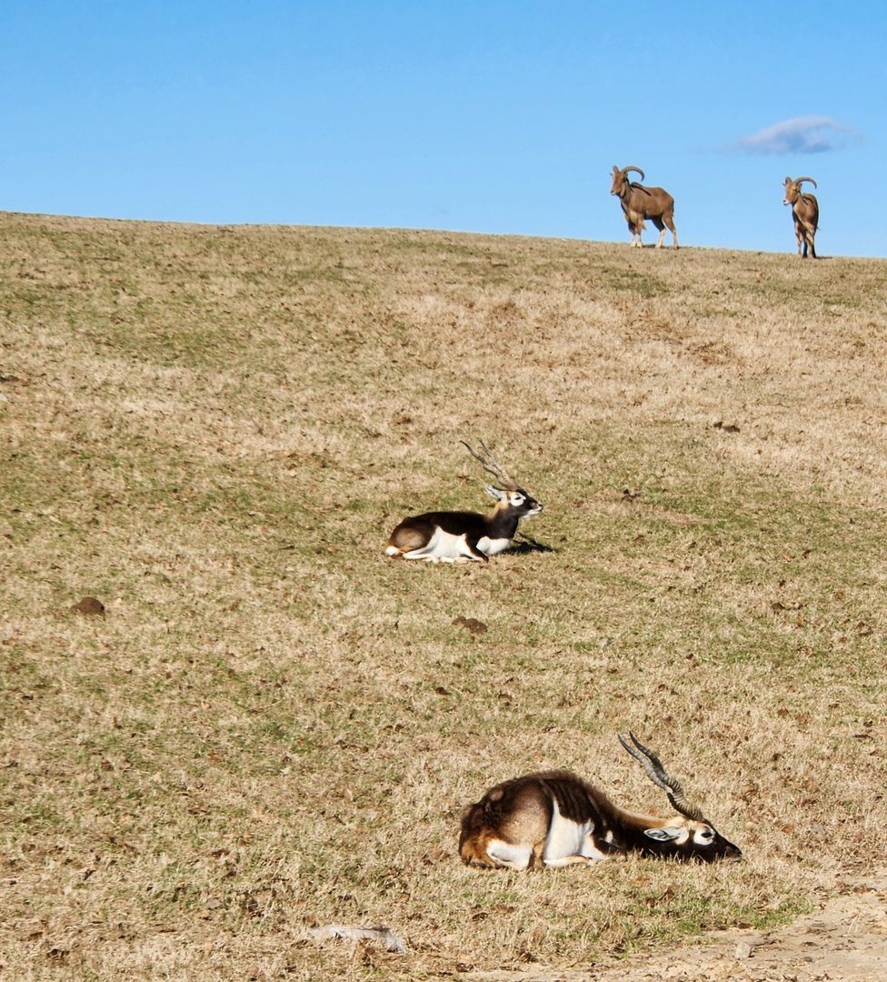Eudora Wildlife Safari Park - Blackbuck & Barbary Sheep