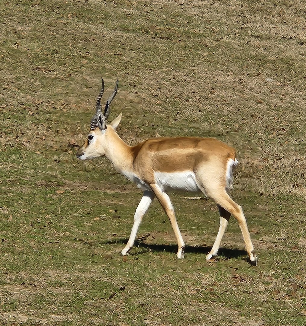 Eudora Wildlife Safari Park -Blackbuck