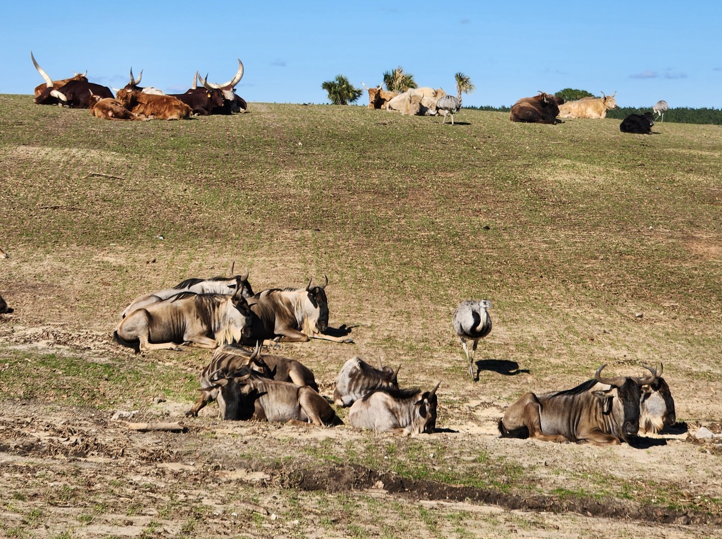 Eudora Wildlife Safari Park - Blue Wildebeest & Ankole herds