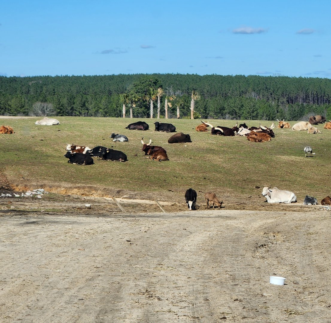Eudora Wildlife Safari Park - Bovines at rest