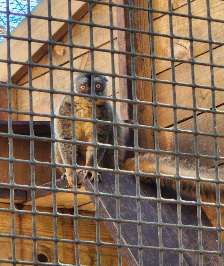 Eudora Wildlife Safari Park - Brown Lemur