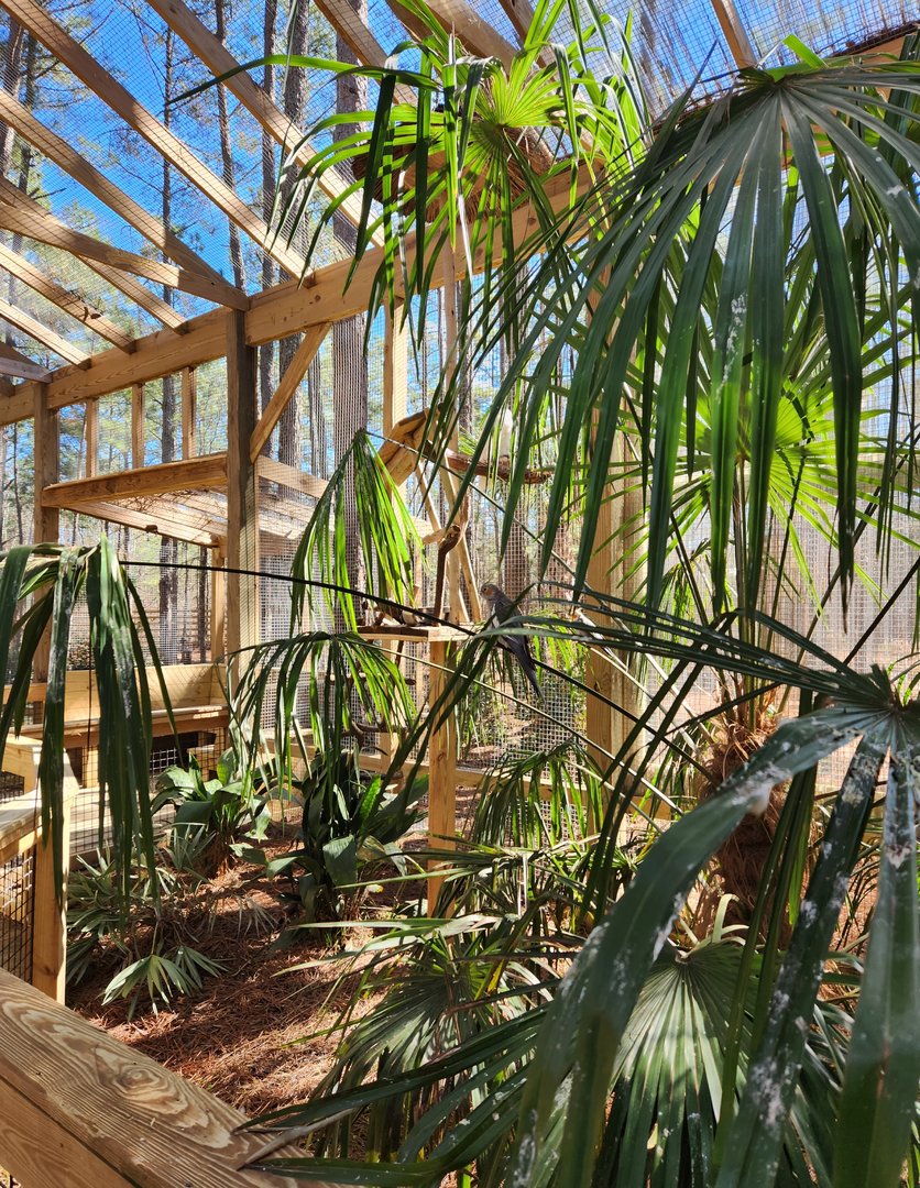 Eudora Wildlife Safari Park - Cockatiels