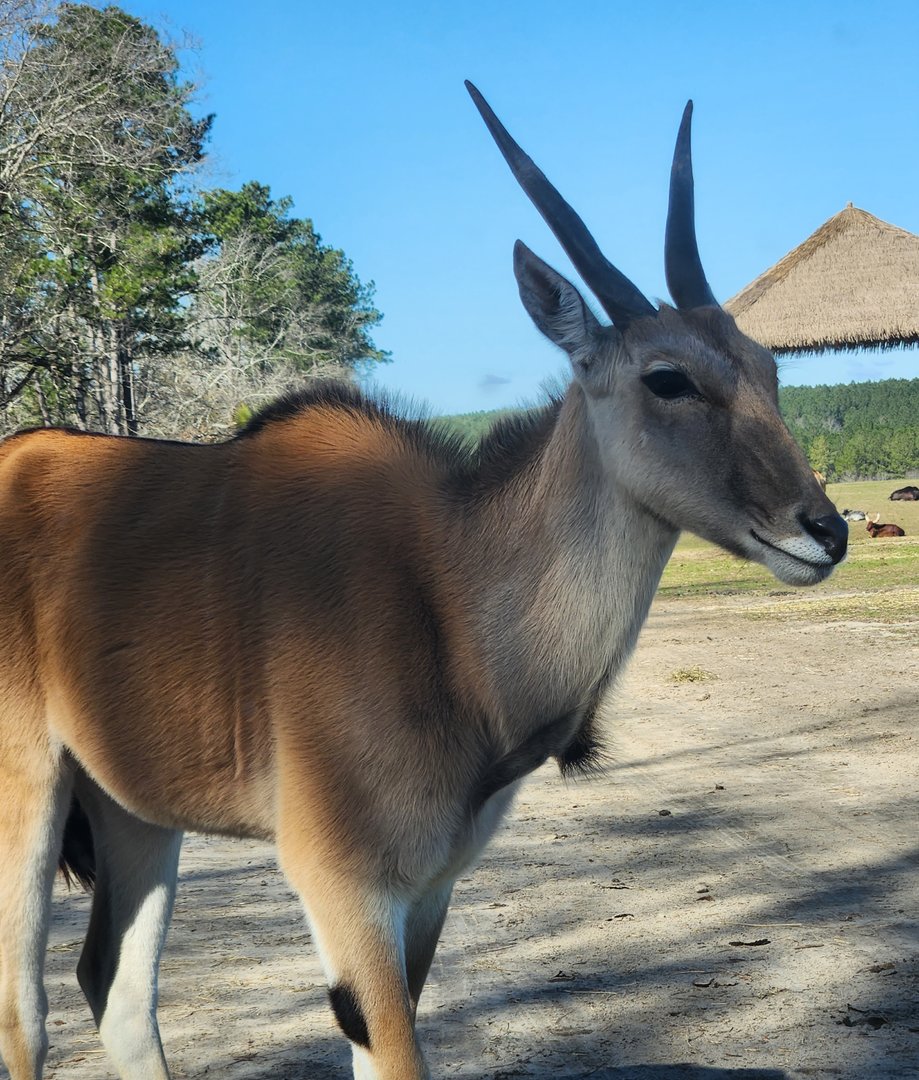 Eudora Wildlife Safari Park - Common Eland