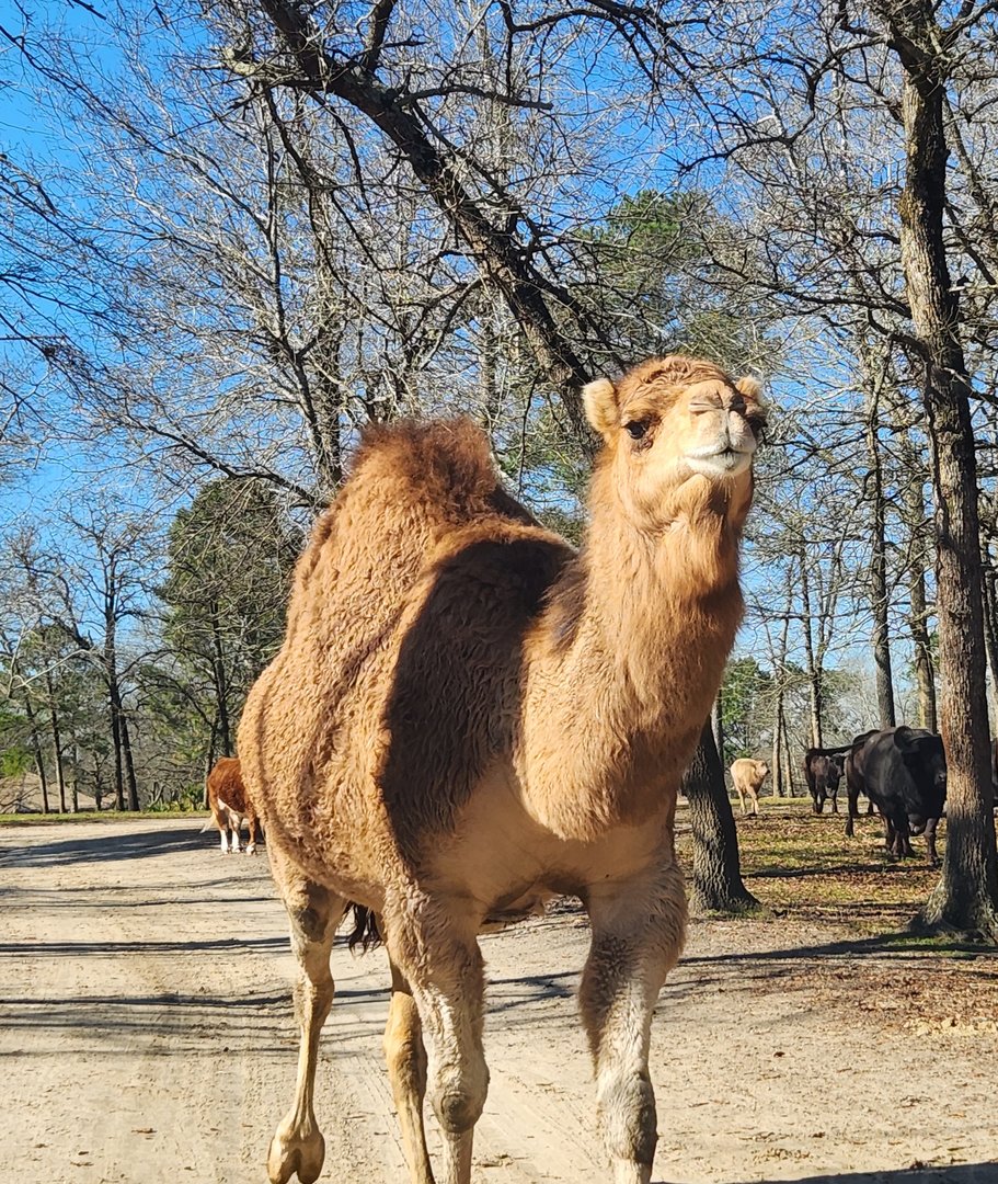 Eudora Wildlife Safari Park - Dromedary coming to car