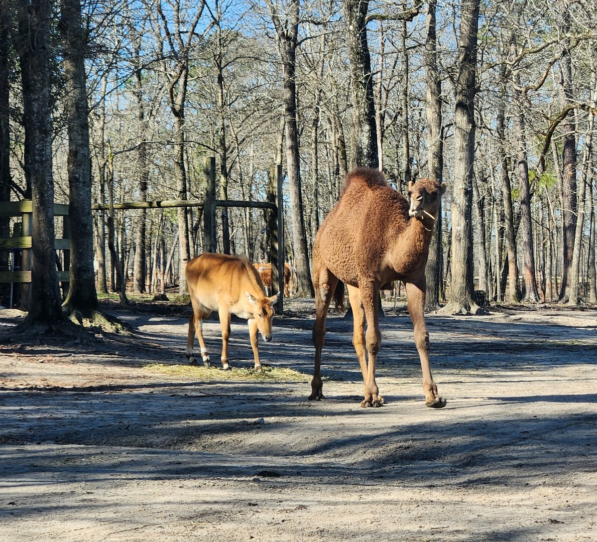 Eudora Wildlife Safari Park - Dromedary & Nilgai