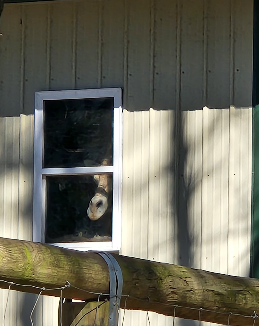Eudora Wildlife Safari Park - Giraffe spying on me