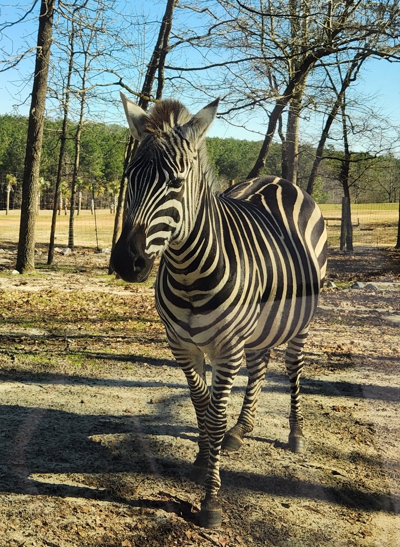 Eudora Wildlife Safari Park - Grant's Zebra