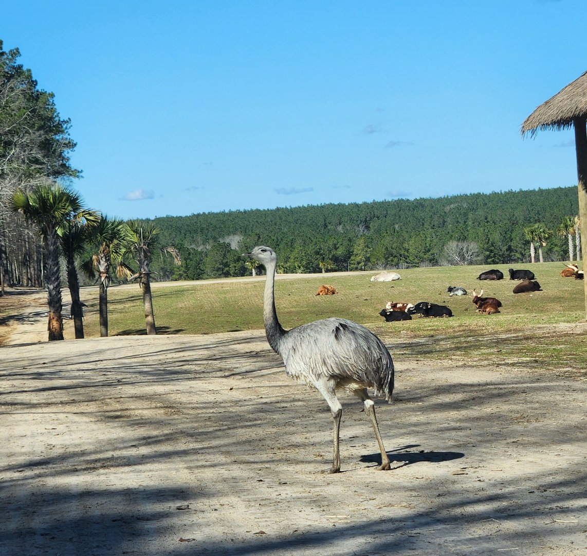 Eudora Wildlife Safari Park - Greater Rhea