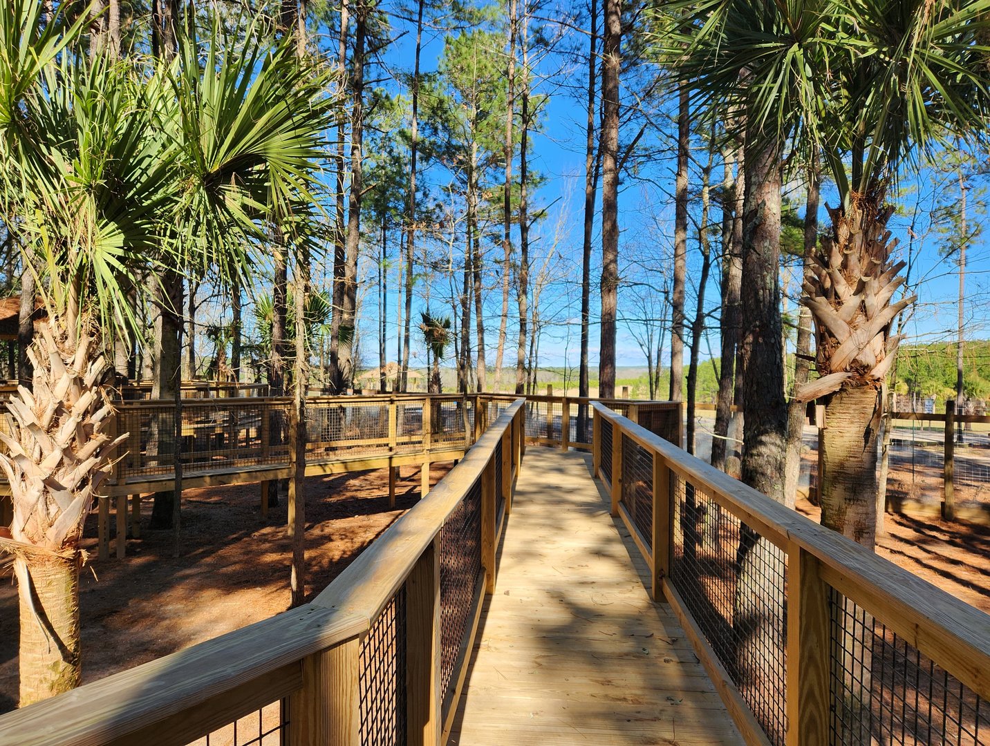 Eudora Wildlife Safari Park - Kangaroo walkabout