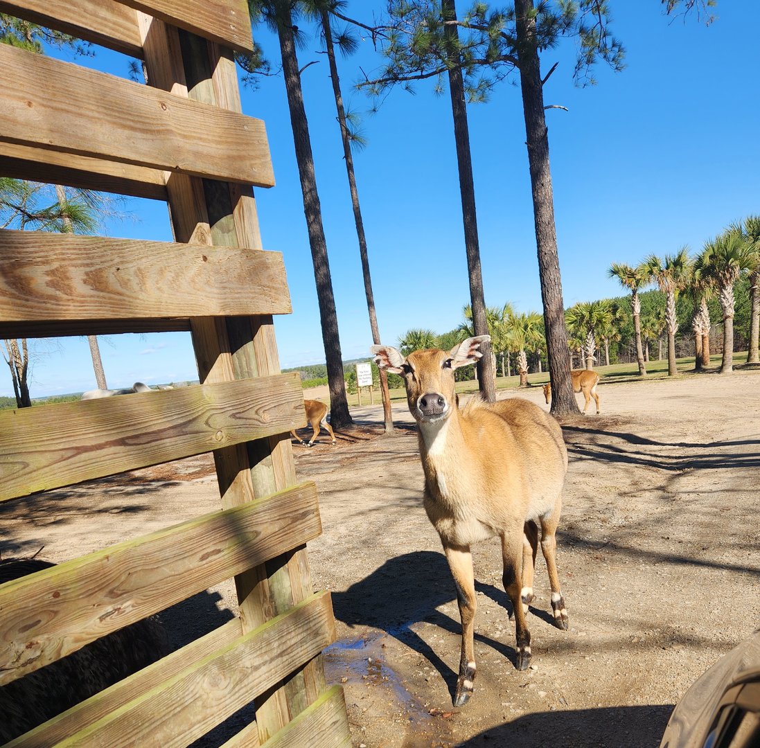 Eudora Wildlife Safari Park - Nilgai at entrance