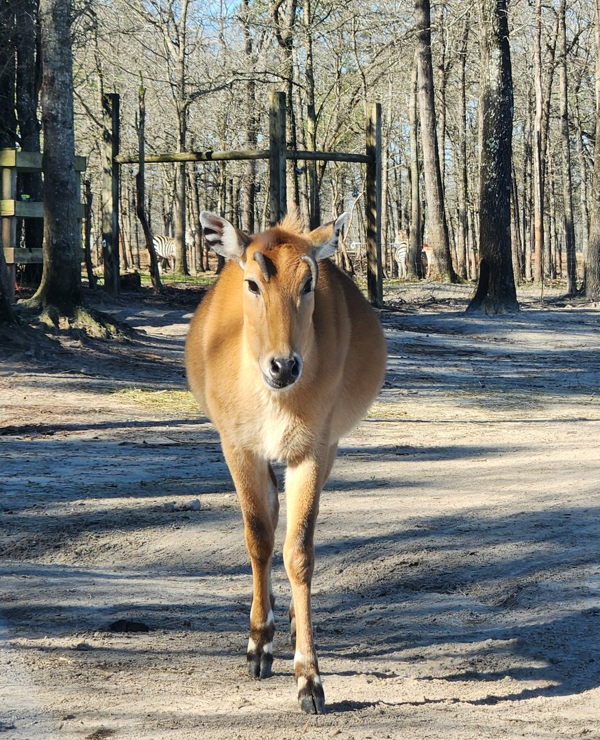 Eudora Wildlife Safari Park - Nilgai with deformed horns