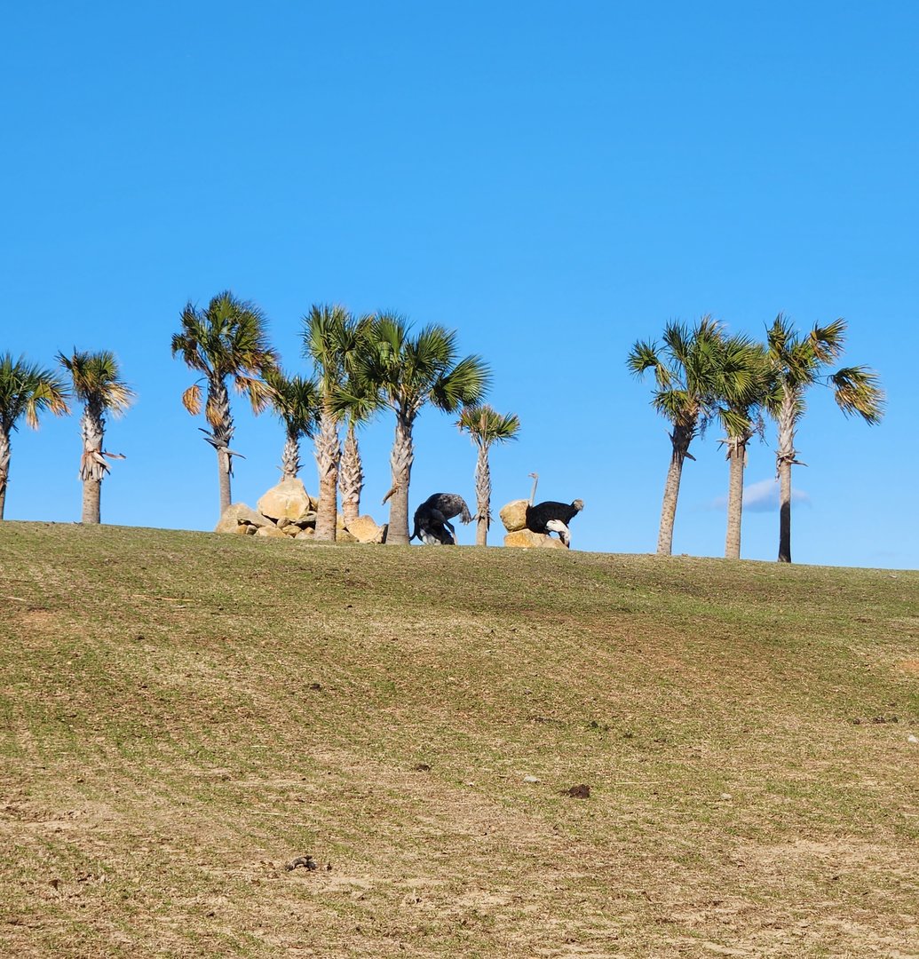 Eudora Wildlife Safari Park - Ostrich on horizon
