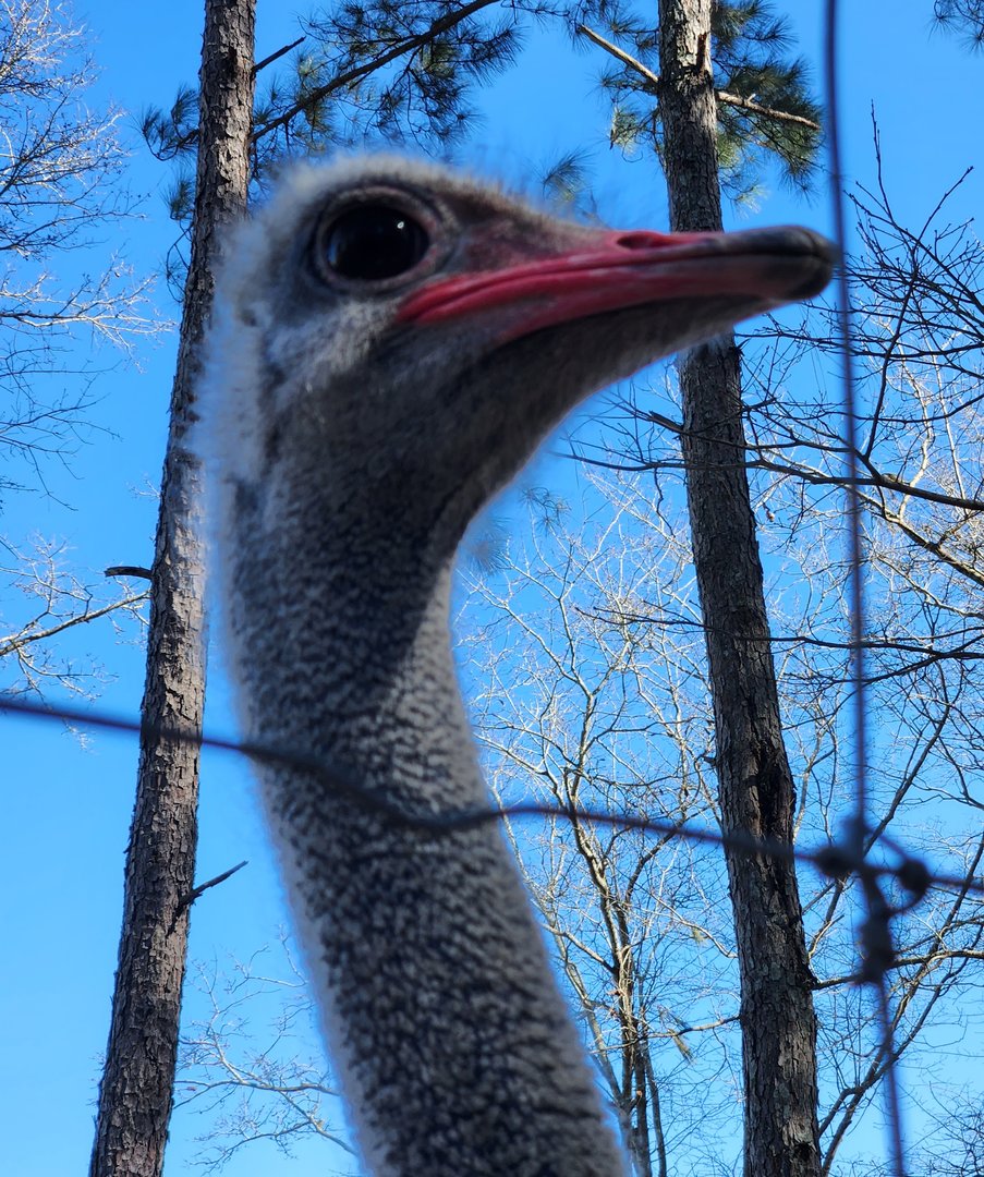 Eudora Wildlife Safari Park - Ostrich