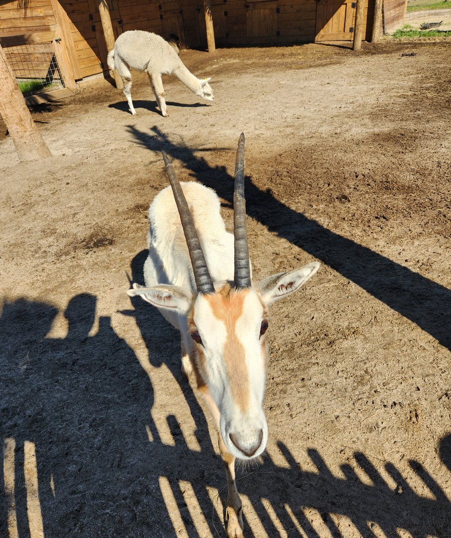 Eudora Wildlife Safari Park - Pet an Extinct In Wild species