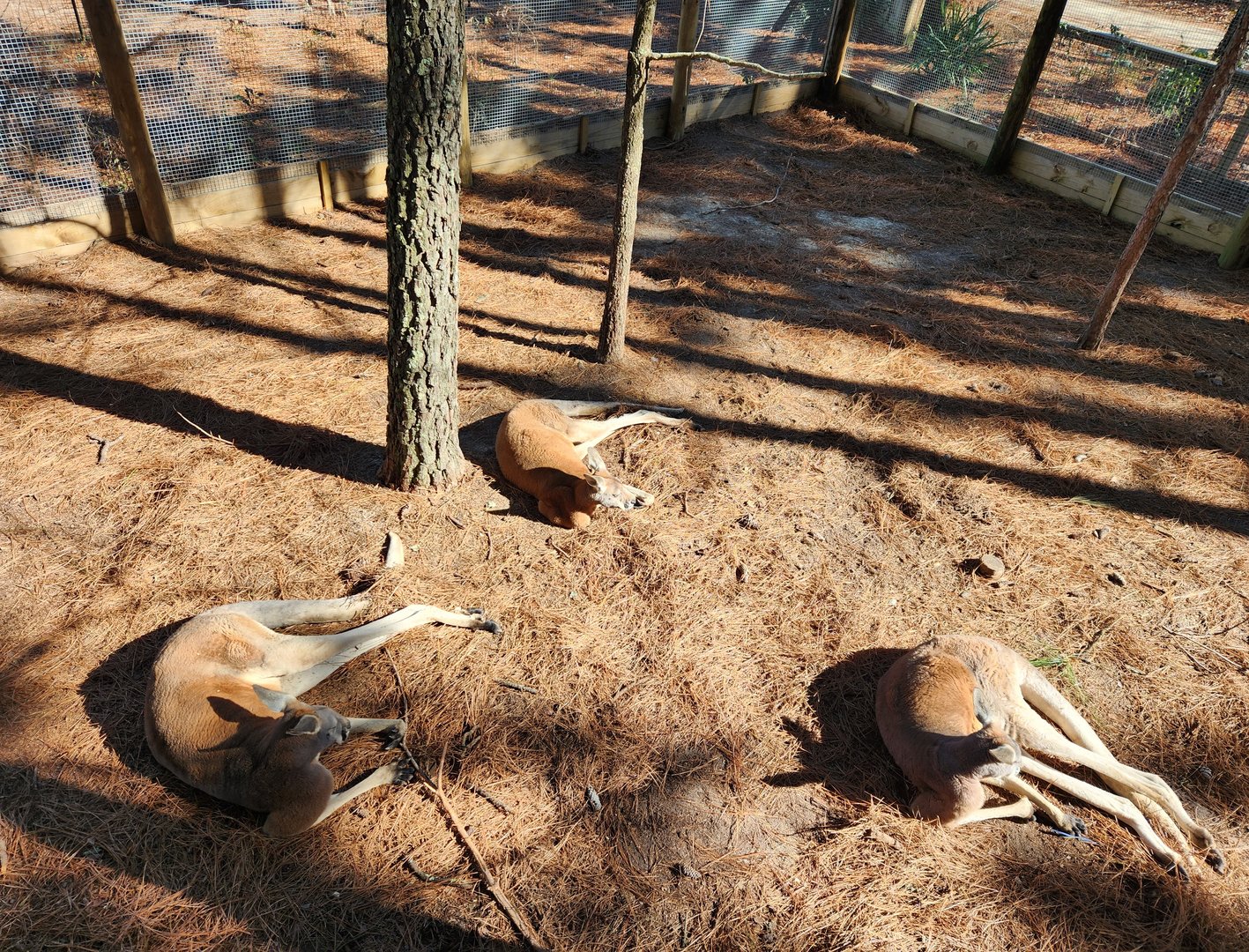 Eudora Wildlife Safari Park - Red Kangaroo triplets