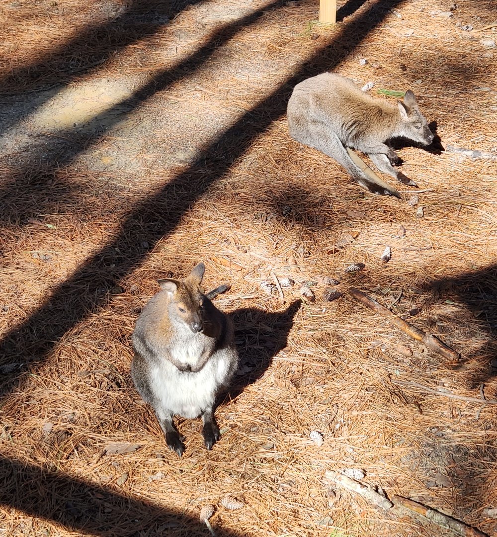 Eudora Wildlife Safari Park - Red-necked Wallaby