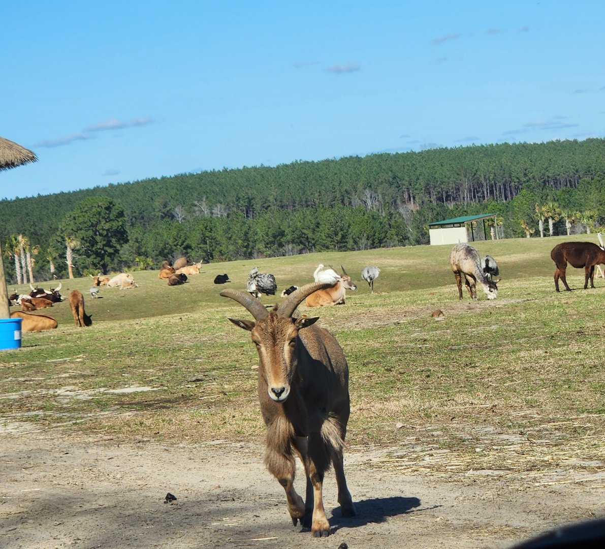 Eudora Wildlife Safari Park - Safari view