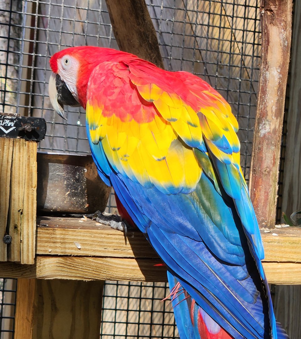 Eudora Wildlife Safari Park - Scarlet Macaw