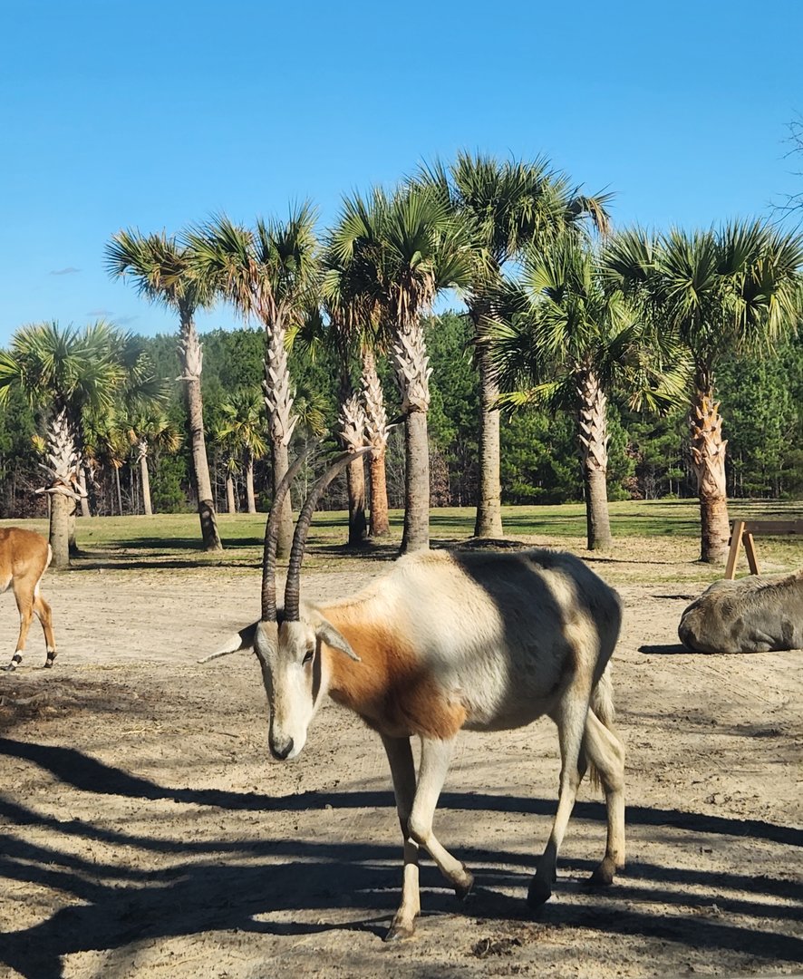 Eudora Wildlife Safari Park - Scimitar Oryx